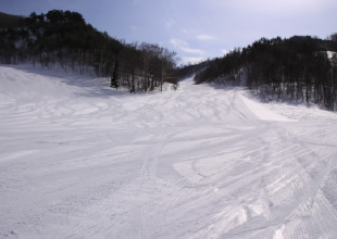 オレンジインコースイメージ2