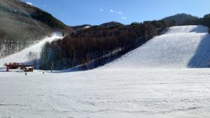 1月7日のゲレンデ状況について